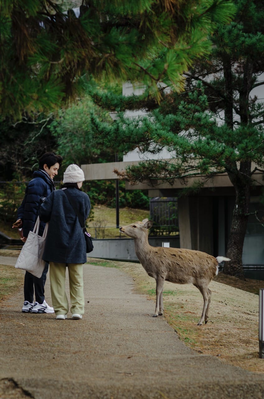 Превью Nara 2024